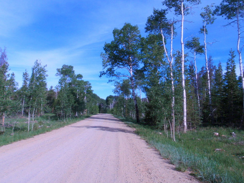 Pine and Aspen Trees.